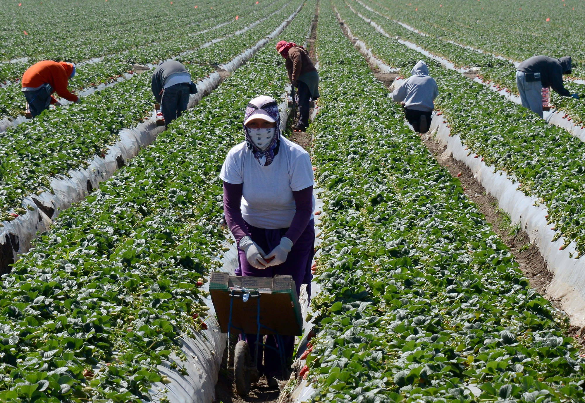 Farm Worker Jobs in Canada With Visa Sponsorship 2024/2025